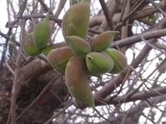 Sterculia africana