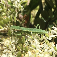Orthodera