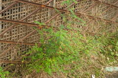 Phyllanthus tenellus