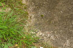 Digitaria longiflora