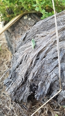 Ecphantus quadrilobus