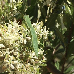 Orthodera