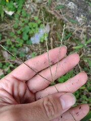 Digitaria radicosa