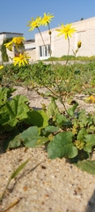 Senecio glaucus
