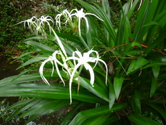 Hymenocallis littoralis