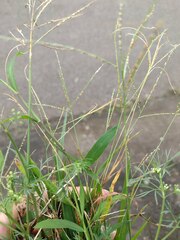 Digitaria longiflora