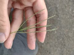 Digitaria violascens