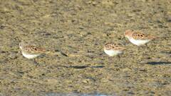 Calidris minuta