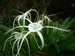 Hymenocallis littoralis