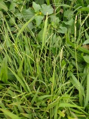 Urochloa glumaris