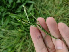 Urochloa glumaris