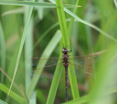 Adversaeschna brevistyla