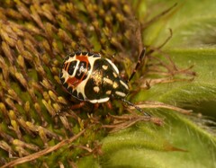Carpocoris
