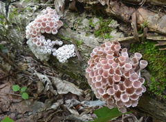 Microstoma aggregatum