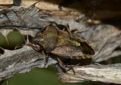 Carpocoris