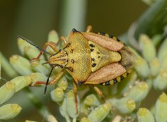 Carpocoris