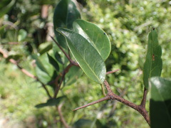 Putterlickia retrospinosa