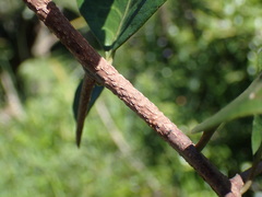 Putterlickia retrospinosa