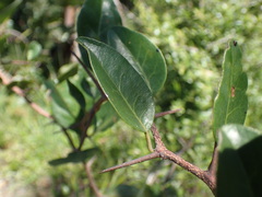 Putterlickia retrospinosa