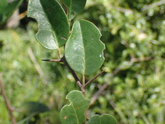Putterlickia retrospinosa