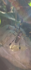 Trichonephila clavipes