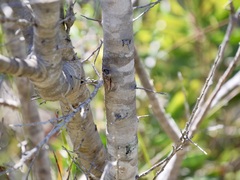 Hakea linearis