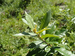 Anastrabe integerrima