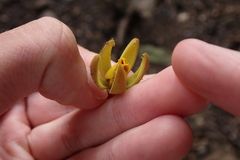Apeiba tibourbou