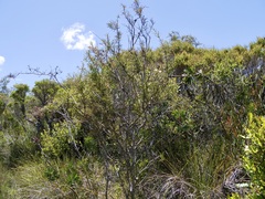 Hakea linearis