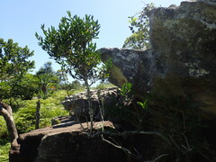 Tricalysia
