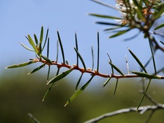 Hakea linearis