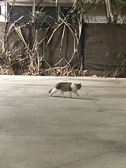 Felis catus