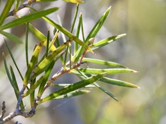 Hakea linearis