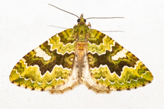 Asaphodes philpotti