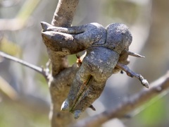 Hakea linearis