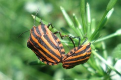 Graphosoma italicum