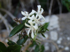 Tricalysia