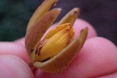 Apeiba tibourbou