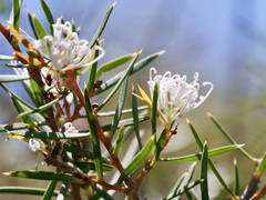 Hakea linearis