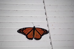 Danaus plexippus