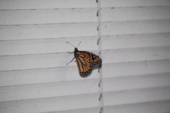 Danaus plexippus