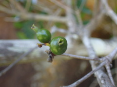 Tricalysia