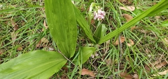 Eulophia cernua
