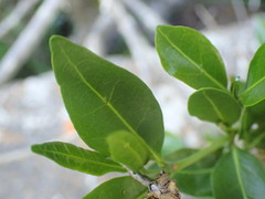 Tricalysia
