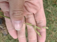 Paspalum fimbriatum