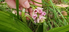 Eulophia cernua