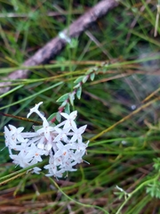Pimelea linifolia