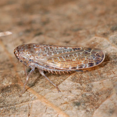 Allygidius furcatus