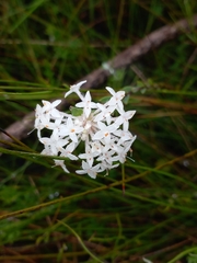 Pimelea linifolia