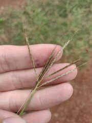 Bothriochloa pertusa